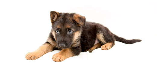 Beautiful one puppy German shepherd. Cute, funny dogs on a white background isolated.