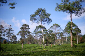 green tea plant and trees in garden or Perkebunan Tambi, Wonosobo, Indonesia