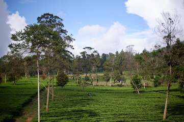 Fototapeta na wymiar landscape teayard with trees or pemandangan alam perkebunan teh di Tambi, wonosobo, indonesia 