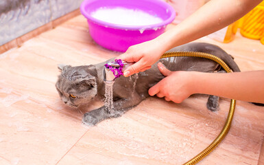 Bathing animals, grooming, brushing, drying and styling cats, combing hair. Master of haircuts and shavers, caring for the cat. Beautiful kitten.