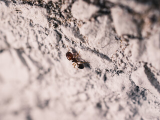 ant on a wall