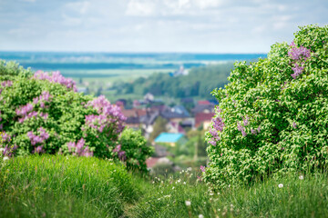 Panoramic view from the mountain to blooming lilacs of small rural village among fields and forests at sunset in summer.