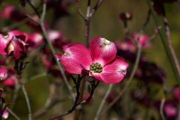 Cornus kousa