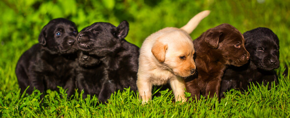 Young dogs of breed labrador close up. Labrador puppy, beautiful little dogs running around the...