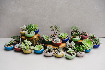 Succulents in beautiful little pots stand on wooden sawn-offs. Ceramic pots. - obrazy, fototapety, plakaty