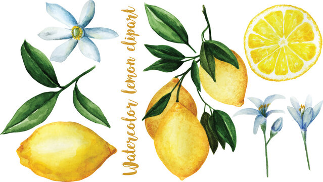 Watercolor lemon branch set. Hand painted lemon fruit on branch isolated on white background. Floral elegant