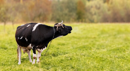 a black-and-white cow lows, grazes on a yellow-green meadow. Cattle