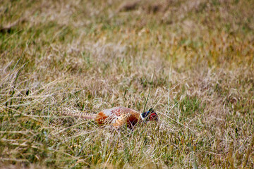 Fasan auf Futtersuche in den dünen