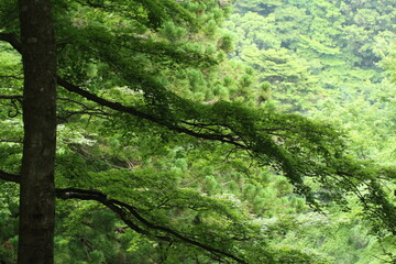 神奈川県の大山。画面左側に長く枝を伸ばしたモミジの木と斜面の森林の景色