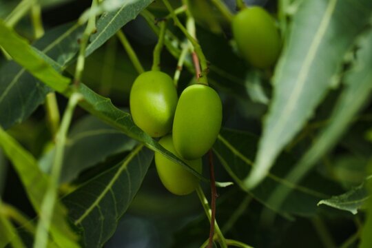 Neem fruit. Azadirachta indica, commonly known as neem, nimtree or Indian lilac, is a tree in the mahogany family Meliaceae. 