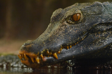 close up of a crocodile