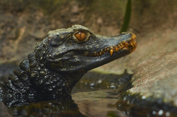 close up of a crocodile