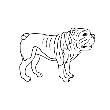 Vector hand drawn doodle sketch American bulldog dog isolated on white background