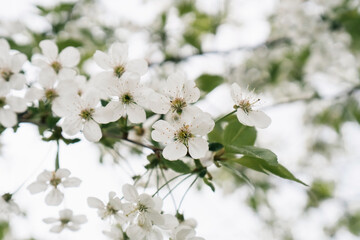 Cherry tree flowers. Cherry branches with abundant flowering. Background with white cherry blossoms