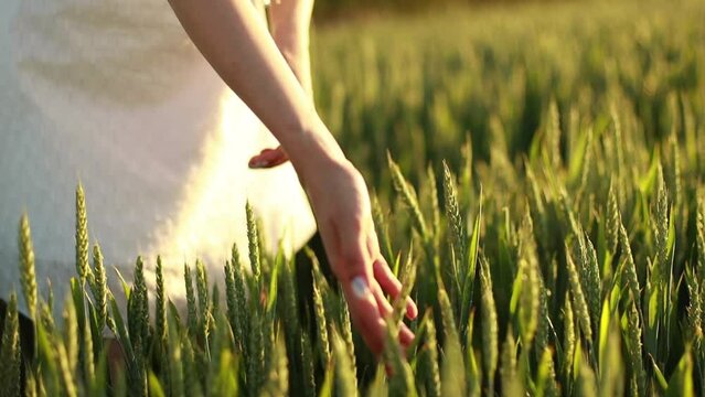 Close up video, female hand touching green wheat in the field