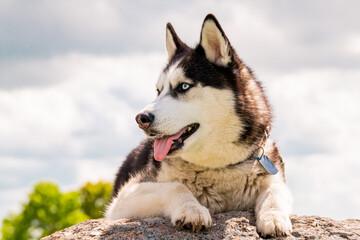 An adorable Siberian Husky lies on a mountain against the background of the sky and clouds. Dog on...