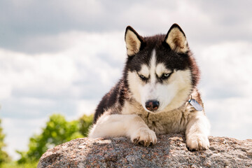 An adorable Siberian Husky lies on a mountain against the background of the sky and clouds. Dog on a natural background.