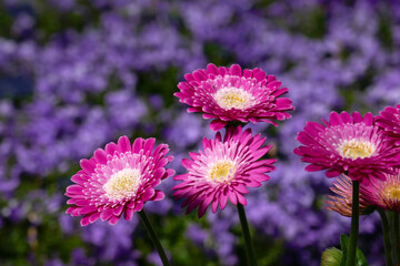 Gerbera