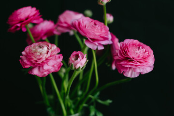 Beautiful bouquet of pink spring flowers. Ranunculi on a black background.