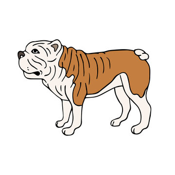 Vector hand drawn doodle sketch colored American bulldog dog isolated on white background