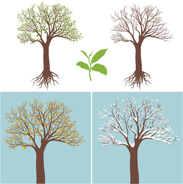 Flat vector illustration of a tree in all seasons with root and spring