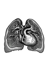 Polmoni, cuore, corpo umano, disegno anatomico