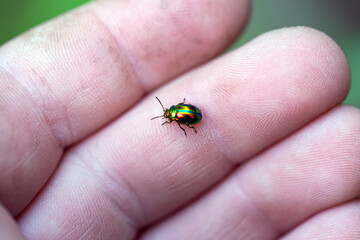 Mint beetle sits on the hand of a person. Chrysolina menthastri