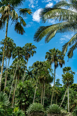 Obraz premium Singapore botanical garden orchids palms