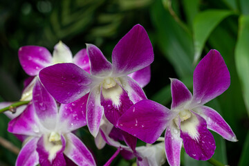 Fototapeta na wymiar Singapore botanical garden orchids palms