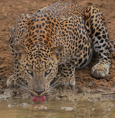 Fototapeta na wymiar Leopard has a drink; leopard drinking water; leopard in Sri Lanka; Big cat drinking water