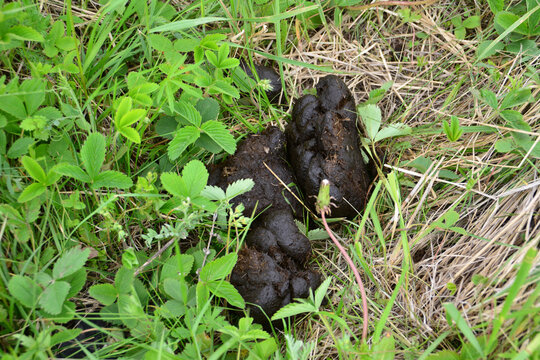 horse manure among grass on agricultural field