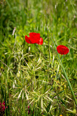 Red poppies close to a wheat field near Pesaro and Urbino in the Moltefeltro, in the Marche region of Italy, att the end of spring