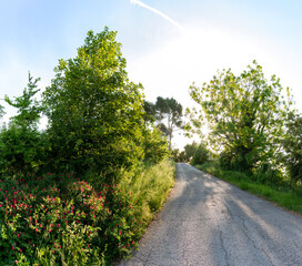 Yellow broom flowers on the hill in the Marche region of Italy, under a clear and clean blue sky