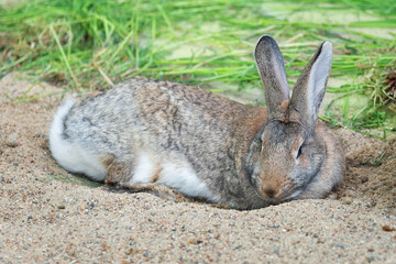 One long-eared hare, rabbit close-up lies sideways on the sand near the grass. Farming. Pet.