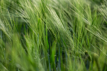 Fototapeta na wymiar Green spikes of cereals. Selective focus. Natural green background.