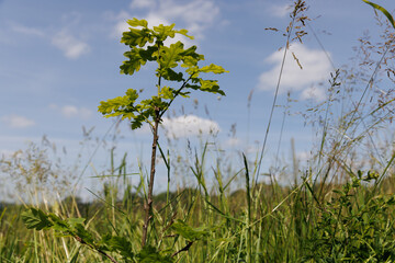 junger baum eiche Natur wachsen anpflanzen Aufforstung