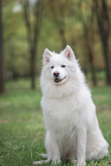 Portrait of a beautiful thoroughbred Samoyed in a city park in early autumn.