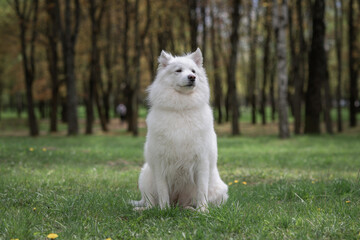 Obraz premium Portrait of a beautiful thoroughbred Samoyed in a city park in early autumn.