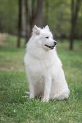Obraz premium Portrait of a beautiful thoroughbred Samoyed in a city park in early autumn.