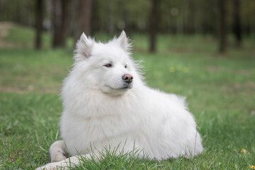 Portrait of a beautiful thoroughbred Samoyed in a city park in early autumn.