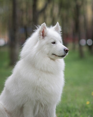 Portrait of a beautiful thoroughbred Samoyed in a city park in early autumn.