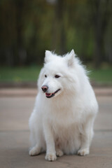 Portrait of a beautiful thoroughbred Samoyed in a city park in early autumn.
