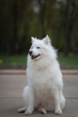 Portrait of a beautiful thoroughbred Samoyed in a city park in early autumn.