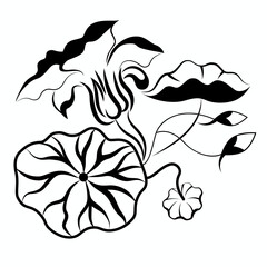 Nasturtium flowers. Vector stylized floral  pattern with flowers, stems, pods, leafs and buds of nasturtium plant. Isolated botanical illustration.