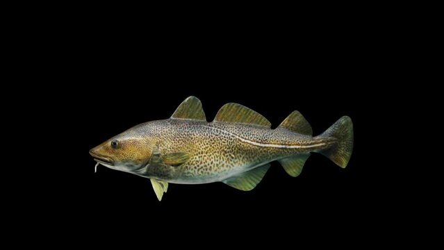 Atlantic Cod Fish View From Side, animation.Full HD 1920&times;1080.05 Second Long.Transparent Alpha video.LOOP.