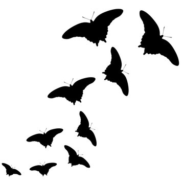Silhouette of flock of butterflies flying together. Isolated on a white background. Vector illustration