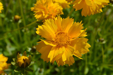 Coreopsis grandiflora Sunburst flower, also known as tickseed