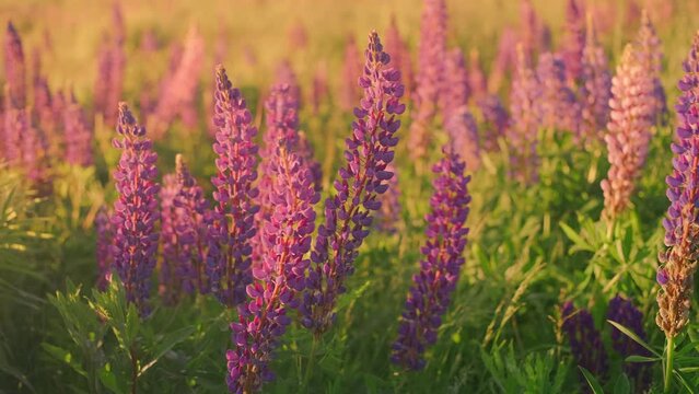 Lupins in the meadow in the rays of the setting sun move in gusts of wind. Close-up, 4k live video footage of blooming lupins, natural flower background