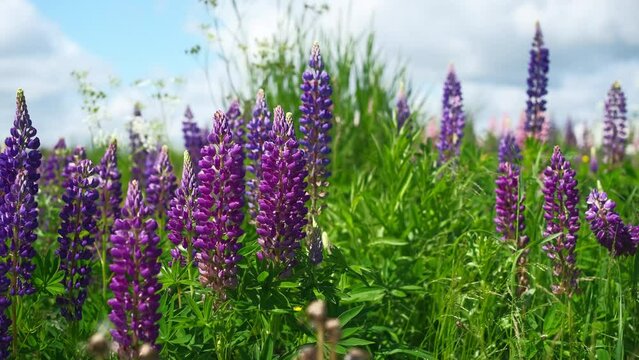 Close-up, purple lupine in bloom against the sky, landscape. Lupine belongs to genus of flowering plants in the legume family Fabaceae. Flowers in the meadow sway in gusts of wind, real-time footage