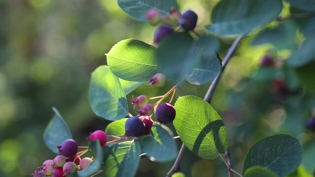 purple ripe berries hanging on branches close-up. fresh Purple fruits of shadbush serviceberry. Berry from the Amelanchier lamarckii, also called juneberry, serviceberry or shadbush